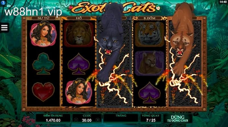 Cách chơi Exotic Cats cụ thể từng bước