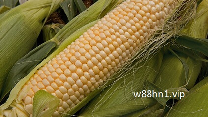 Mơ thấy bắp ngô đánh con gì